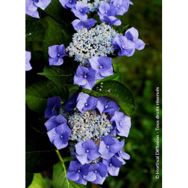 HYDRANGEA TELLER BLAUMEISE (Hortensia)