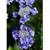 HYDRANGEA TELLER BLAUMEISE (Hortensia)