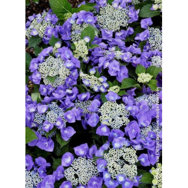 HYDRANGEA TELLER BLAUMEISE (Hortensia)