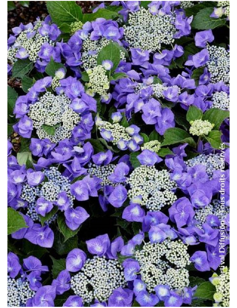 HYDRANGEA TELLER BLAUMEISE (Hortensia)