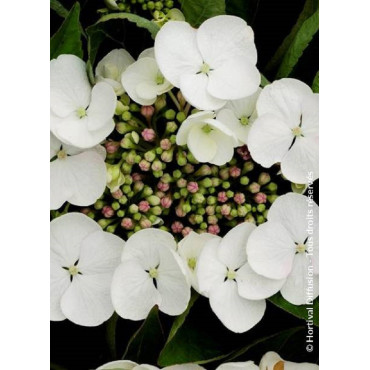 HYDRANGEA TELLER WEISS (Hortensia)