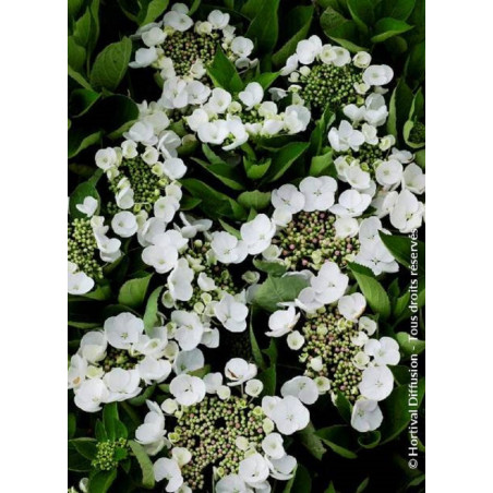 HYDRANGEA TELLER WEISS (Hortensia)