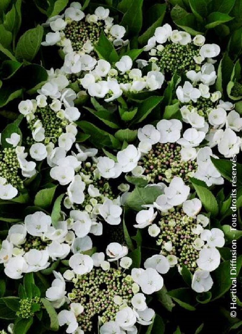 HYDRANGEA TELLER WEISS