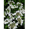 HYDRANGEA TELLER WEISS (Hortensia)