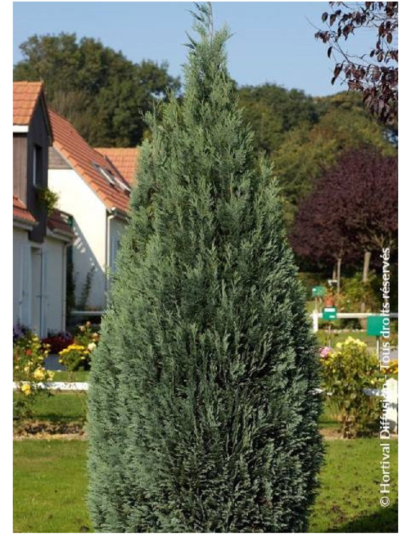 CHAMAECYPARIS lawsoniana COLUMNARIS (Cyprès de Lawson columnaire)