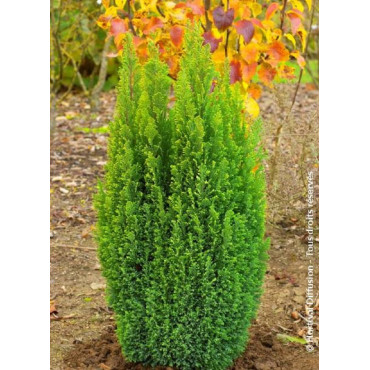 CHAMAECYPARIS lawsoniana ELLWOOD'S GOLD (Cyprès de Lawson Ellwoodii doré)