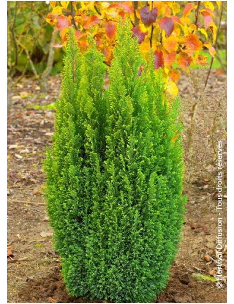 CHAMAECYPARIS lawsoniana ELLWOOD'S GOLD (Cyprès de Lawson Ellwoodii doré)