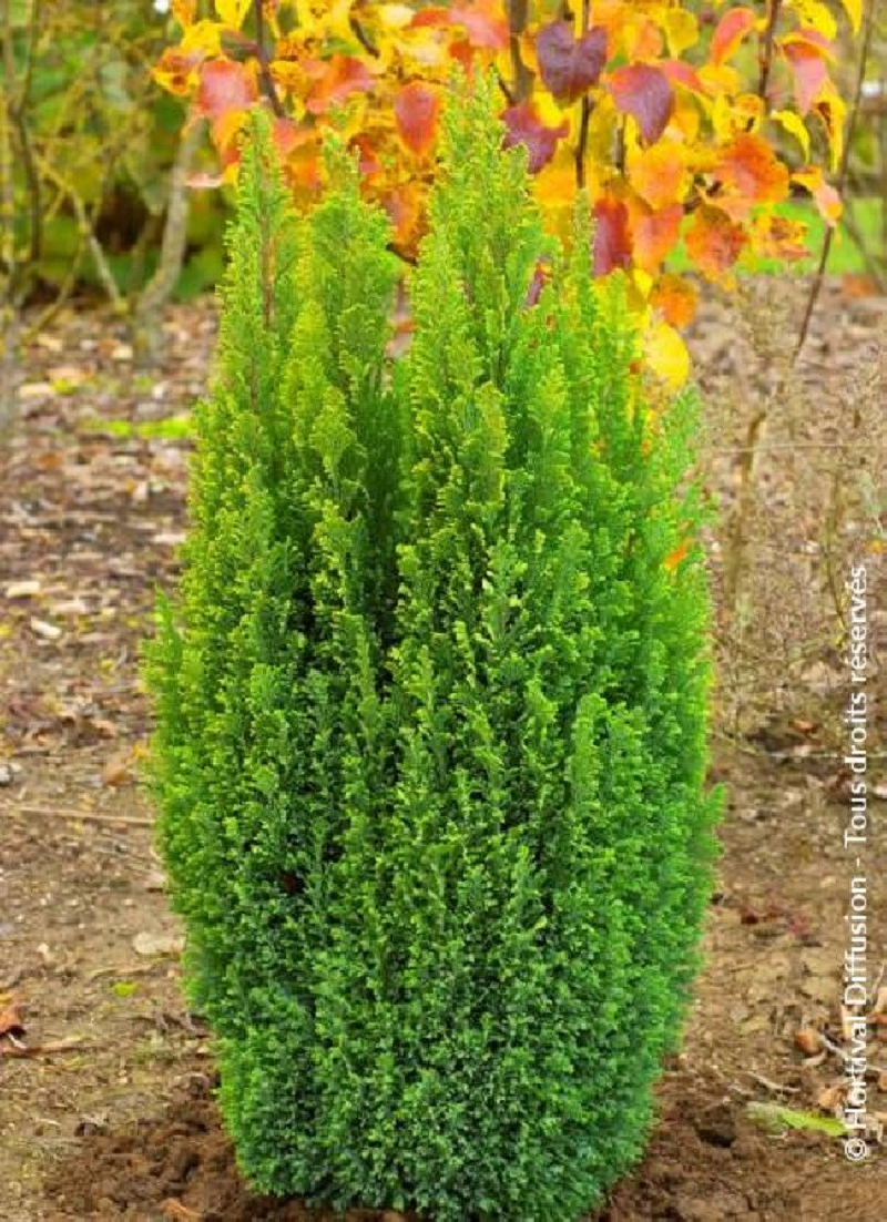 CHAMAECYPARIS lawsoniana ELLWOOD'S GOLD