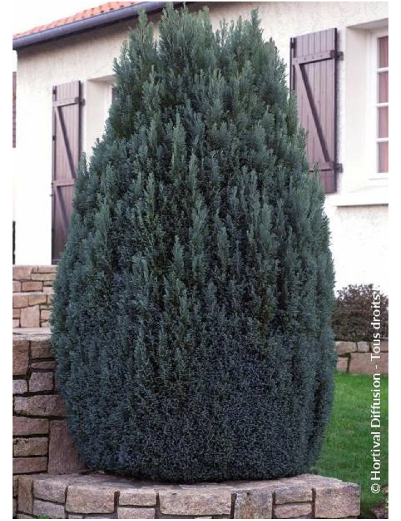 CHAMAECYPARIS lawsoniana ELLWOODII (Cyprès de Lawson Ellwoodii)