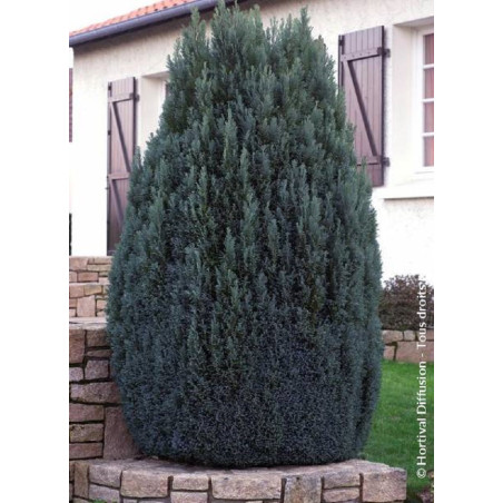 CHAMAECYPARIS lawsoniana ELLWOODII (Cyprès de Lawson Ellwoodii)