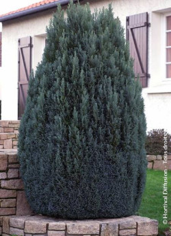 CHAMAECYPARIS lawsoniana ELLWOODII