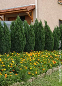 CHAMAECYPARIS lawsoniana ELLWOODII