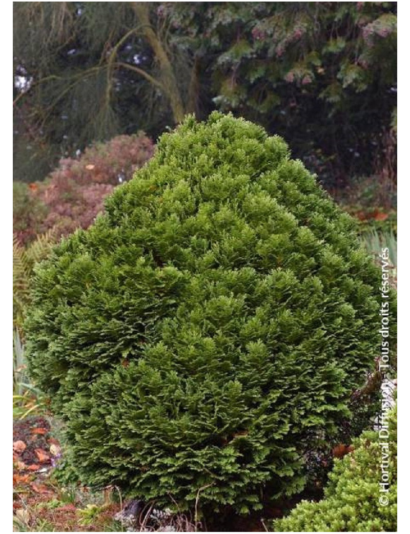 CHAMAECYPARIS lawsoniana MINIMA GLAUCA (Cyprès de Lawson Minima Glauca)