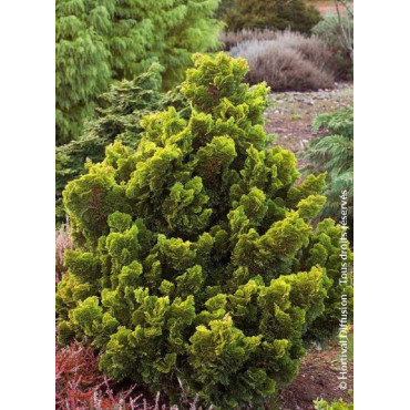 CHAMAECYPARIS obtusa AURORA (Faux cyprès d'Hinoki Aurora)