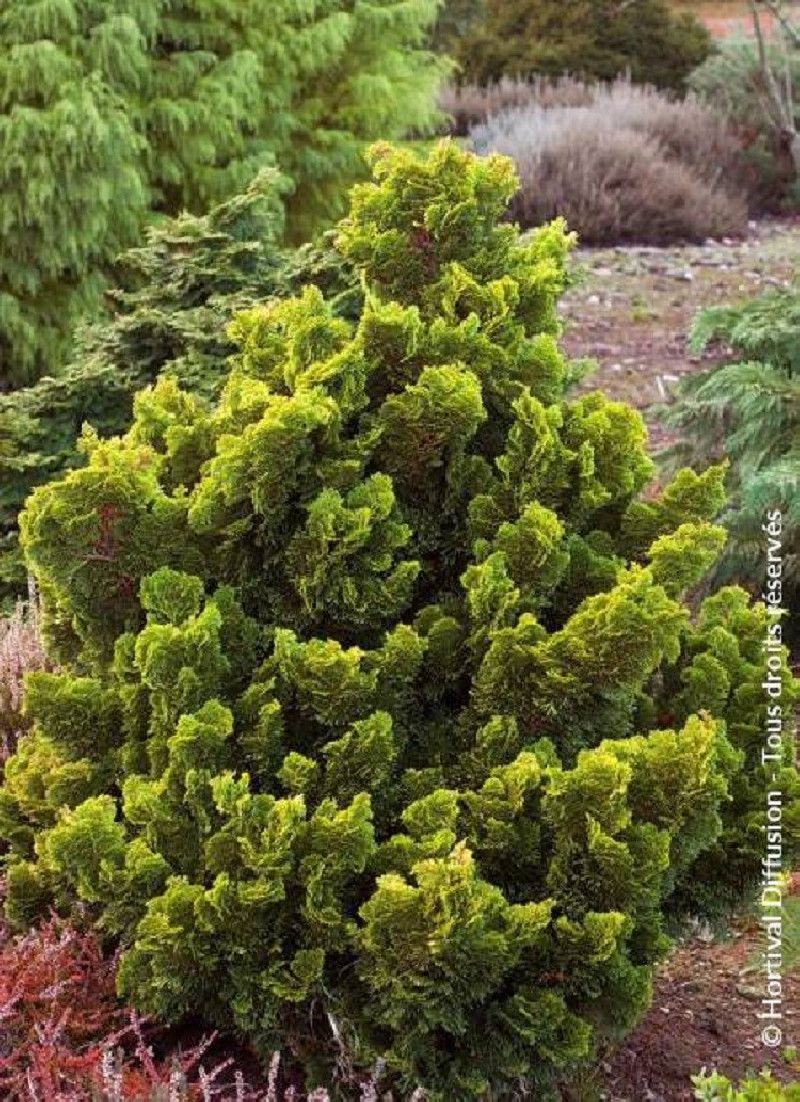 cypres-hinoki-aurora-chamaecyparis-obtusa-aurora.jpg