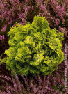 cypres-hinoki-aurora-chamaecyparis-obtusa-aurora-1.jpg