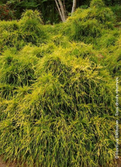 CHAMAECYPARIS pisifera SUNGOLD