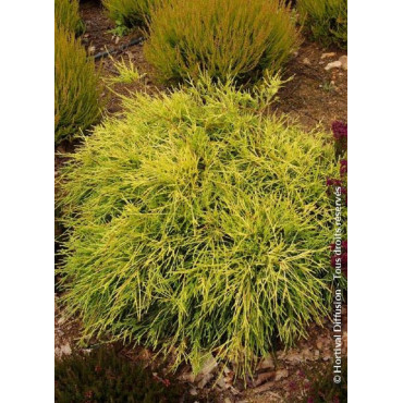 CHAMAECYPARIS pisifera SUNGOLD (Faux cyprès de Sarawa Sungold)