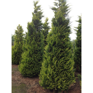 CHAMAECYPARIS lawsoniana GOLDEN WONDER (Cyprès de Lawson Golden Wonder)