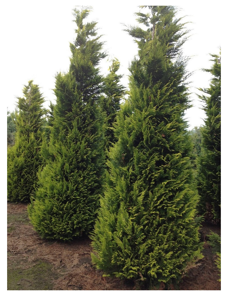 CHAMAECYPARIS lawsoniana GOLDEN WONDER (Cyprès de Lawson Golden Wonder)