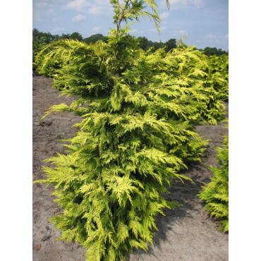 CHAMAECYPARIS lawsoniana GOLDEN WONDER (Cyprès de Lawson Golden Wonder)