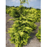 CHAMAECYPARIS lawsoniana GOLDEN WONDER (Cyprès de Lawson Golden Wonder)