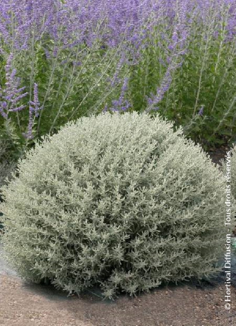 SANTOLINA chamaecyparissus