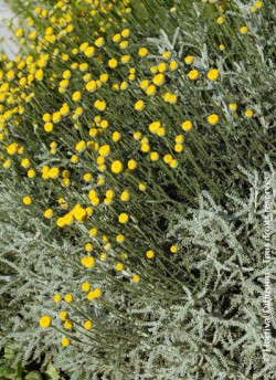 SANTOLINA chamaecyparissus