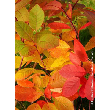 COTINUS coggygria FLAME (Arbre à perruque)