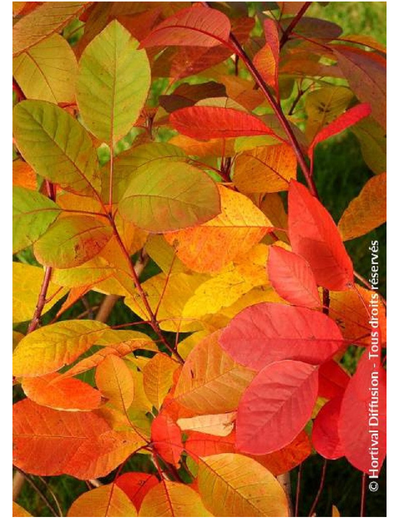 COTINUS coggygria FLAME (Arbre à perruque flame)