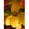 COTINUS coggygria FLAME (Arbre à perruque)