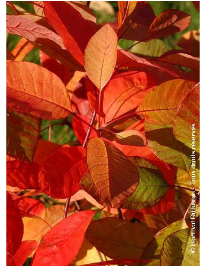 COTINUS coggygria FLAME (Arbre à perruque)