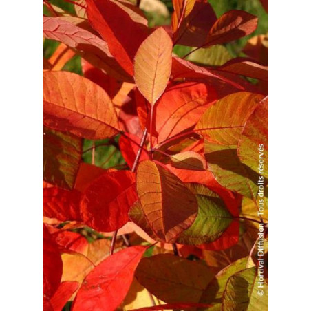 COTINUS coggygria FLAME (Arbre à perruque)