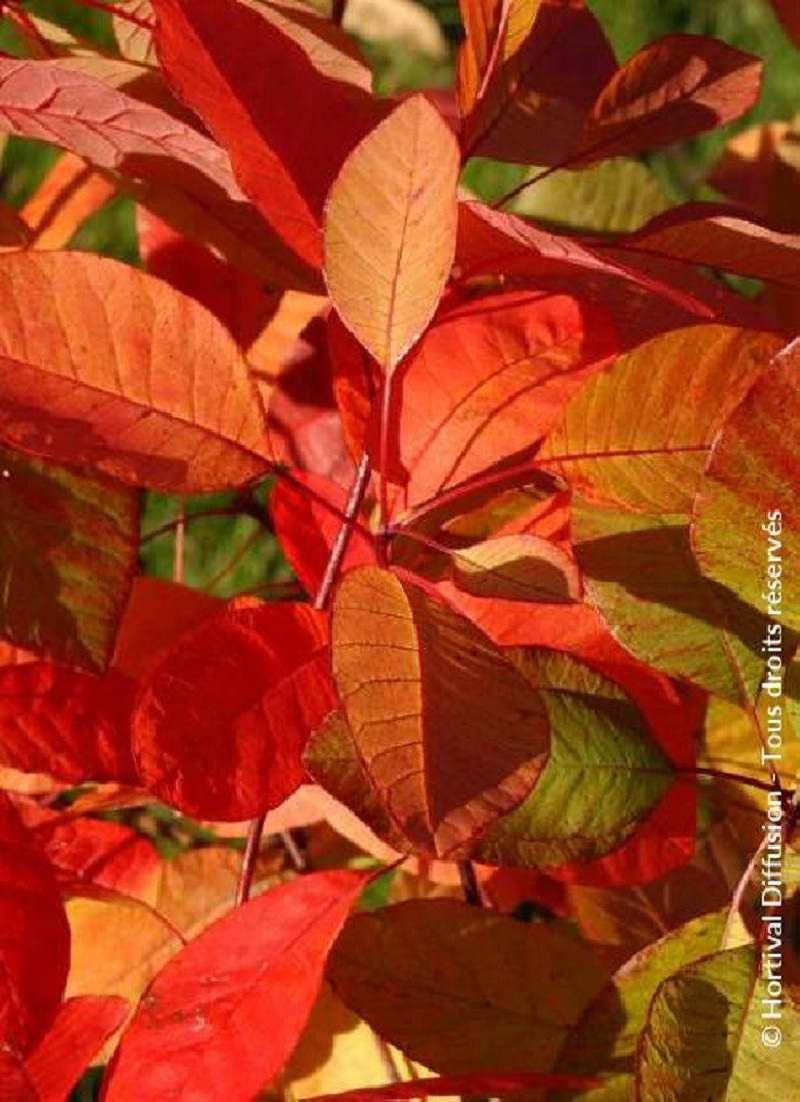 COTINUS coggygria FLAME