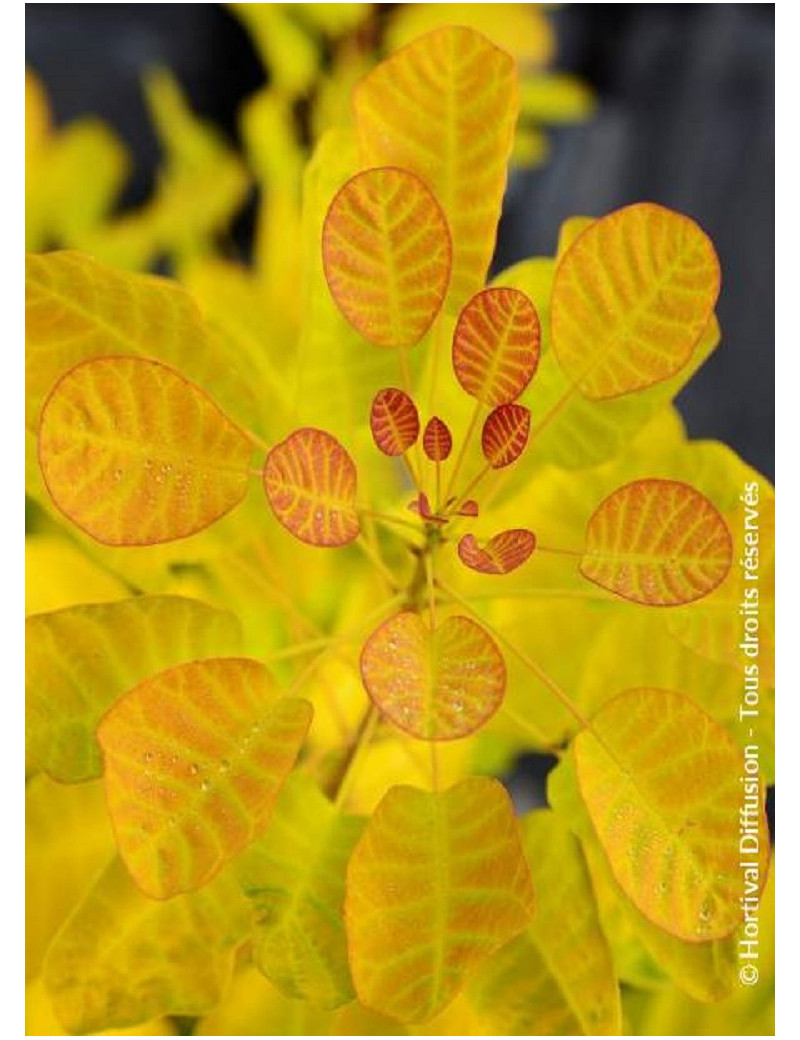 COTINUS coggygria GOLDEN LADY® (Arbre à perruque)