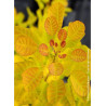 COTINUS coggygria GOLDEN LADY® (Arbre à perruque)