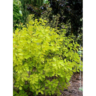 COTINUS coggygria GOLDEN LADY® (Arbre à perruque)