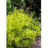 COTINUS coggygria GOLDEN LADY® (Arbre à perruque)