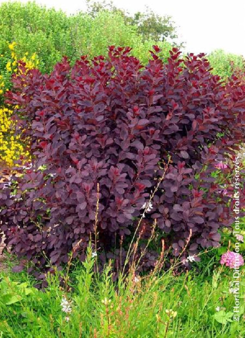 COTINUS coggygria GRACE