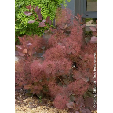 COTINUS coggygria GRACE (Arbre à perruque)