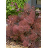 COTINUS coggygria GRACE (Arbre à perruque)