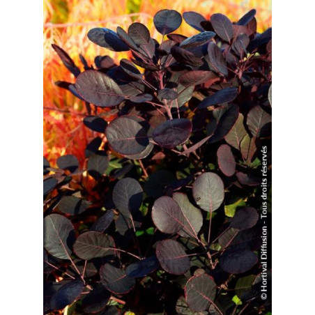 COTINUS coggygria LILLA cov (Arbre à perruque)