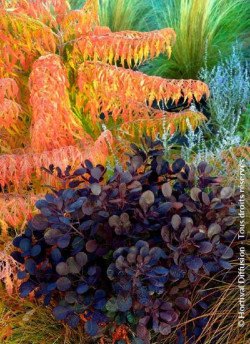 COTINUS coggygria LILLA