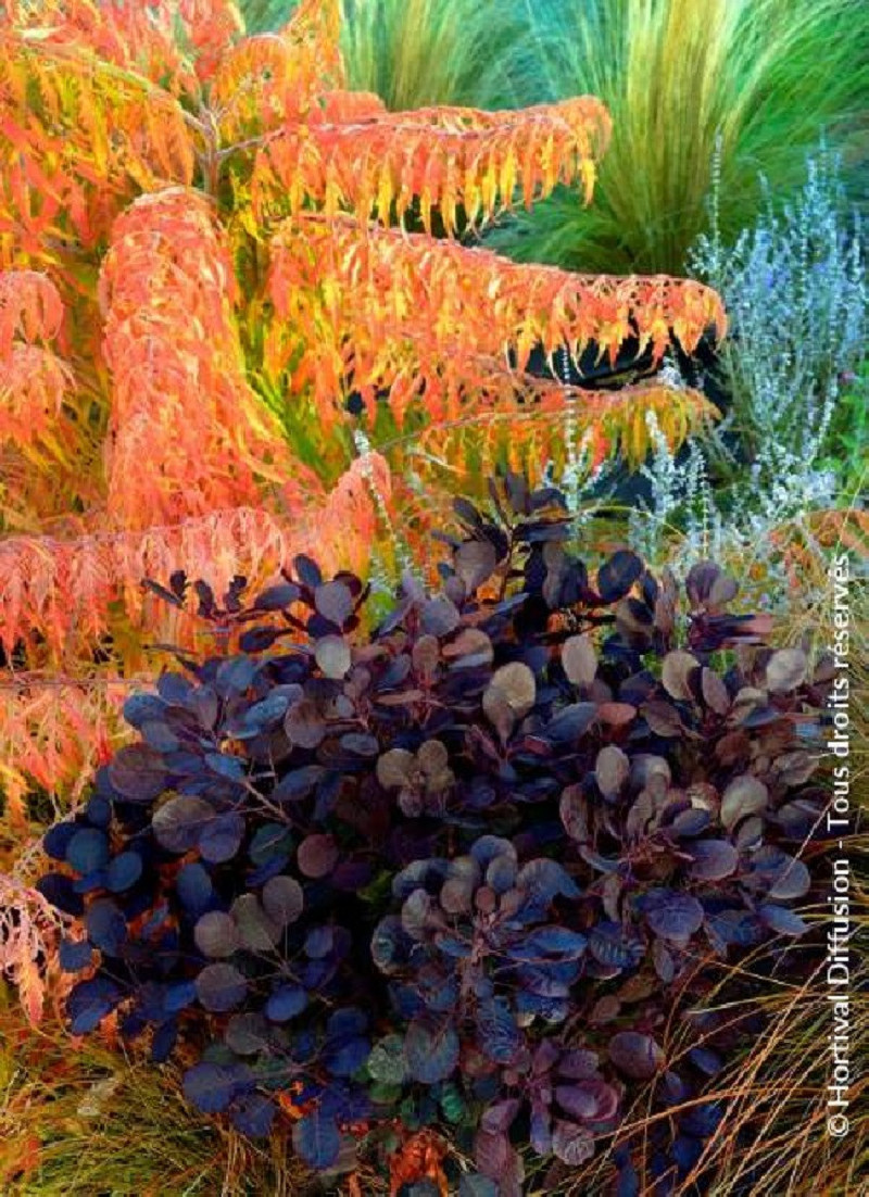 COTINUS coggygria LILLA