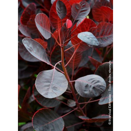 COTINUS coggygria LILLA cov (Arbre à perruque)
