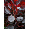 COTINUS coggygria LILLA cov (Arbre à perruque)