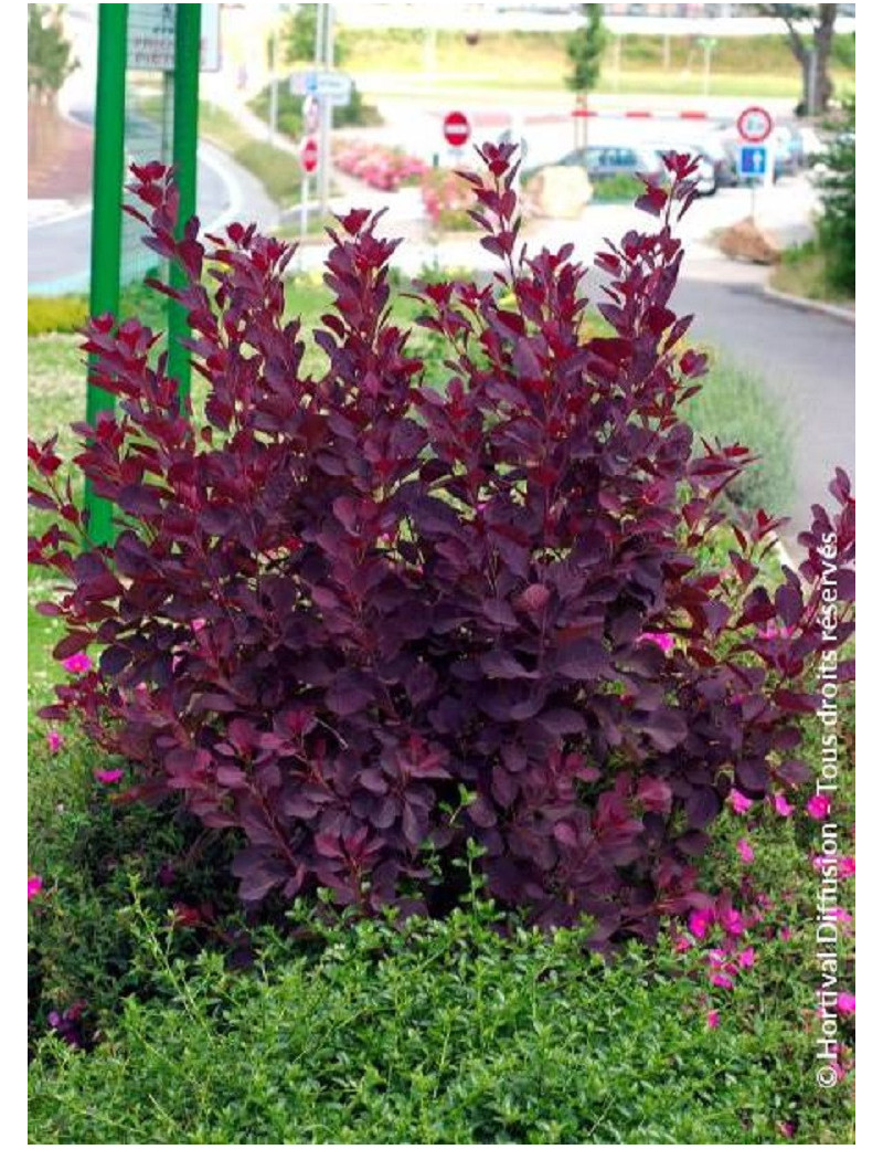 COTINUS coggygria ROYAL PURPLE (Arbre à perruque)