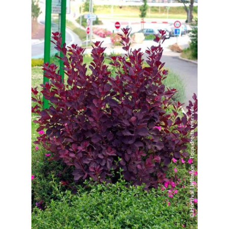 COTINUS coggygria ROYAL PURPLE (Arbre à perruque)