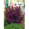 COTINUS coggygria ROYAL PURPLE (Arbre à perruque)