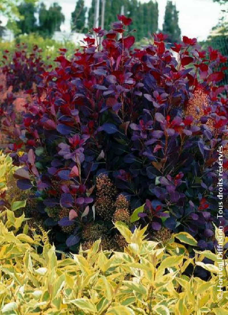 Cotinus coggygria Royal Purple, Arbre à perruque Royal Purple